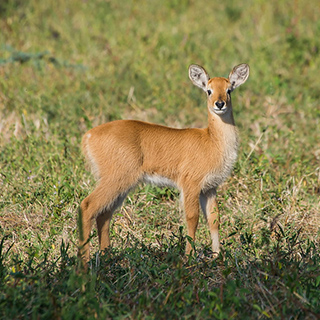 South Luangwa - Juvenile puku